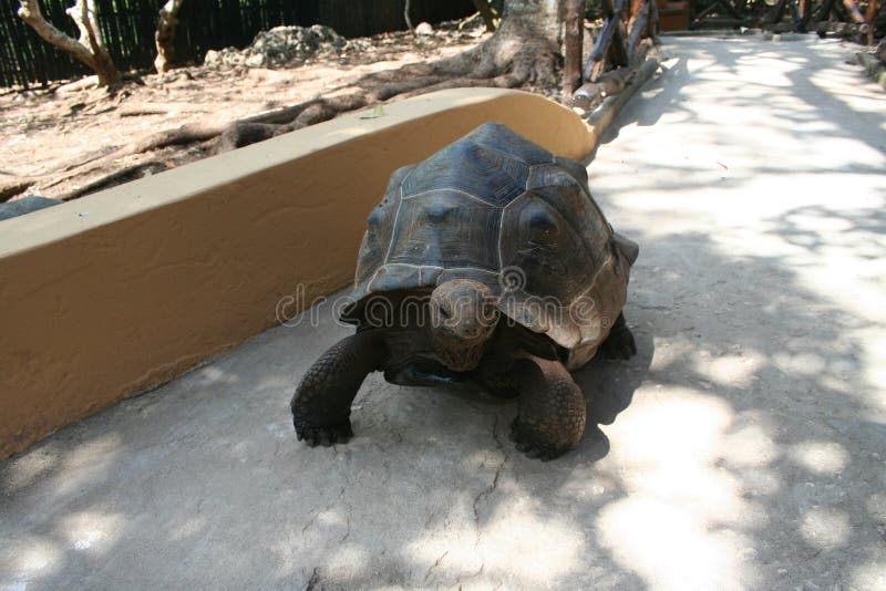Big turtle on the footpath stock photo
