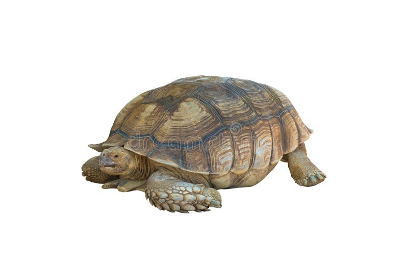 Big turtle isolated on white background, clipping path
