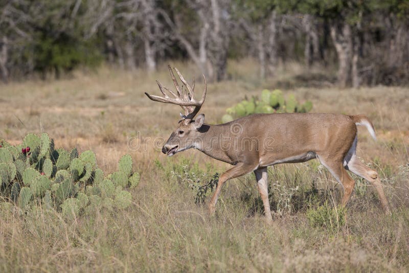 Big typical whitetail buck during the rut