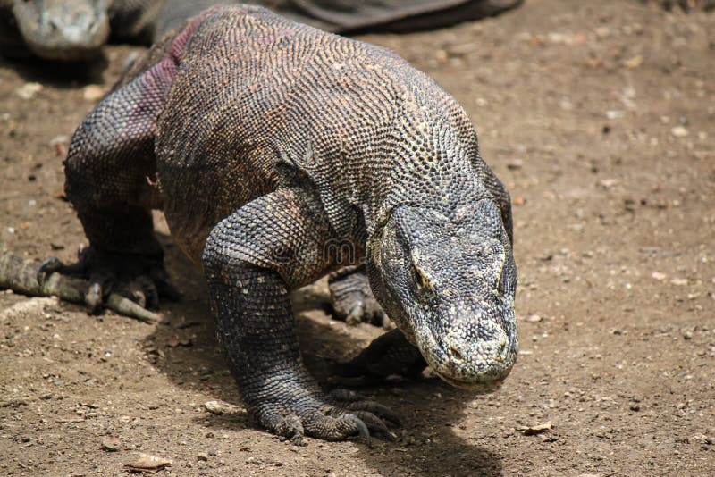 download cnet comodo dragon 3000 2356 75119680 download cnet comodo dragon 3000 2356 75119680