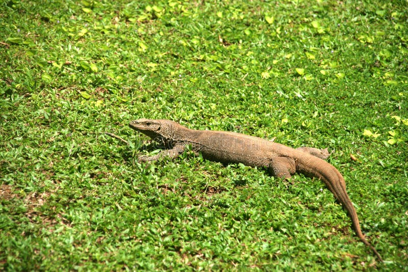 The Big Varan in Sri Lanka Botanic Garden Stock Image - Image of animal, candi: 108634801 The Big Varan in Sri Lanka Botanic Garden Stock Image - Image of animal, candi: 108634801