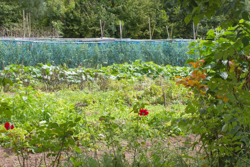 Big Vegetable Garden with Tomato Plants Under Protective Nets Stock