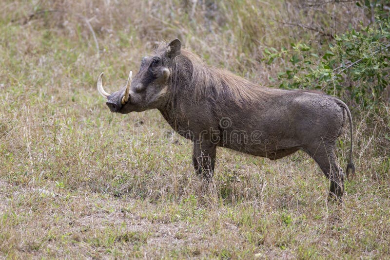 A big warthog with large tusks