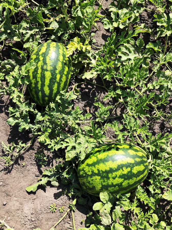 Big Watermelon in the Garden Bed Stock Photo Image of watermelon, green 124271688