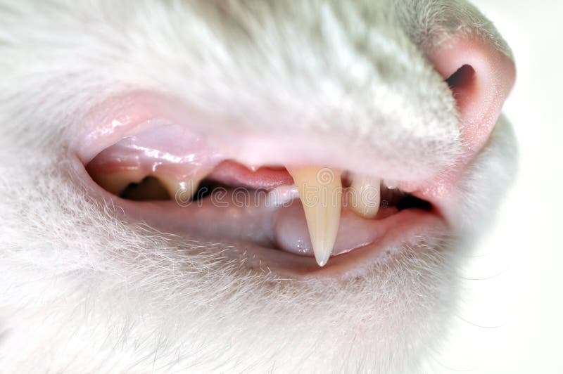 Big White Cats Fangs stock image. Image of playful, colour 85530379