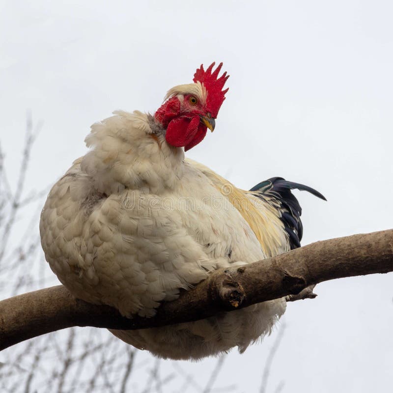 Cock Sitting