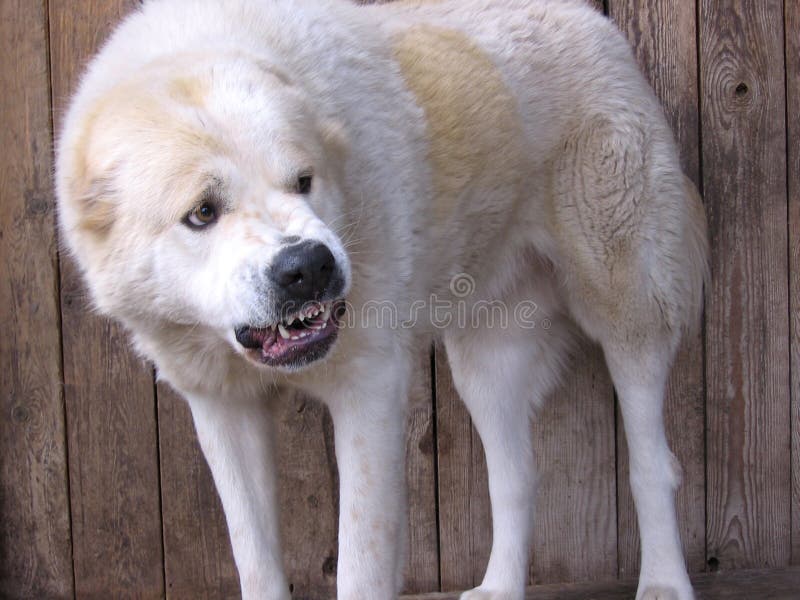 Big white dog aggressive angry bared teeth attacking Central Asian shepherd royalty free stock images Big white dog aggressive angry bared teeth attacking Central Asian shepherd royalty free stock images