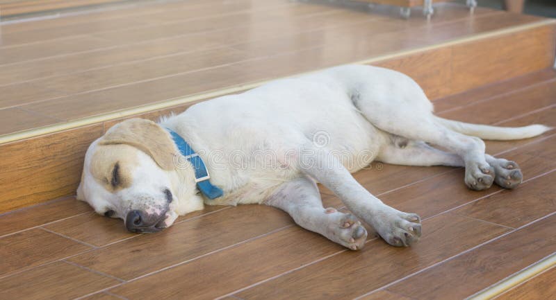 Big white dog with blue necklace is sleeping on floor royalty free stock photos Big white dog with blue necklace is sleeping on floor royalty free stock photos
