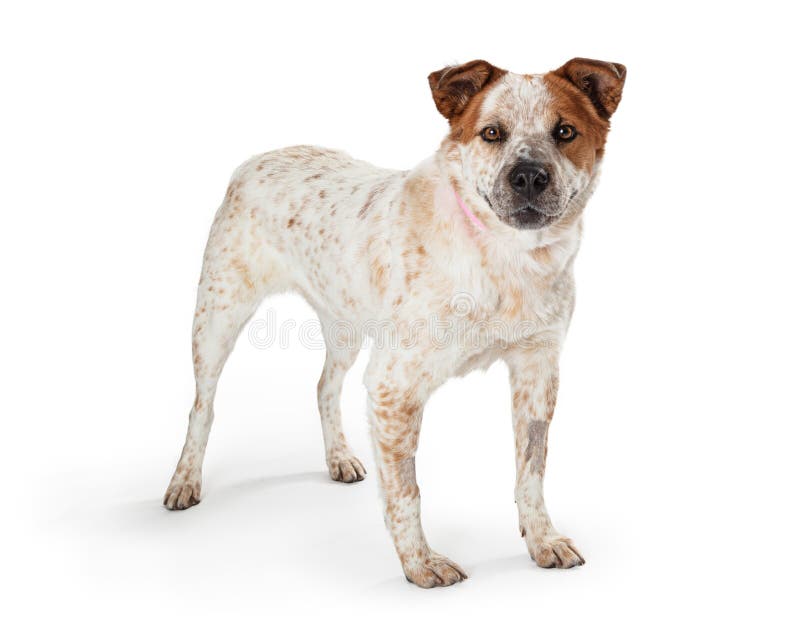 Big White Dog Brown Spots stock photo. Image of large 153925892