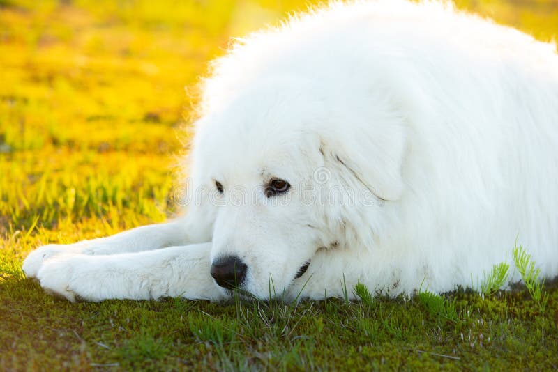Big White Dog Lying on Moss in the Field at Sunset. Sad Maremma ...