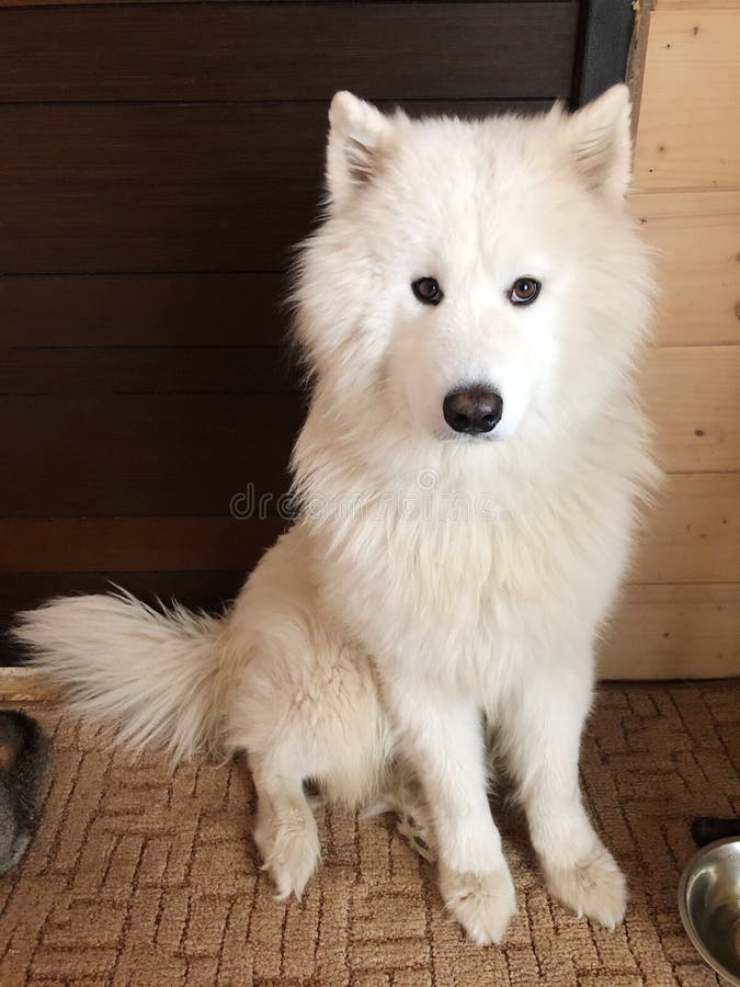 big samoyed dog