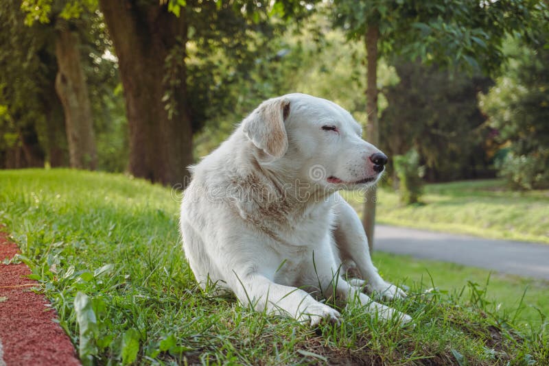 A Big White Dog Sleeping on the Green Grass. Dog Sleeping on Green