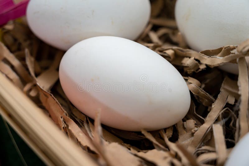 Big White Duck Eggs on German Organic Farm Stock Image Image of healthy, eggshell 275870229