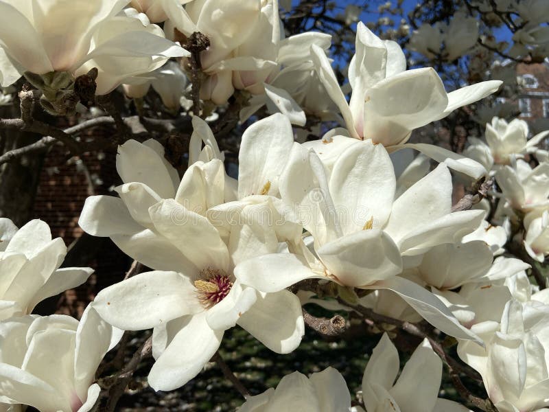 Big White Flower Blossoms in Spring in March Stock Image Image of