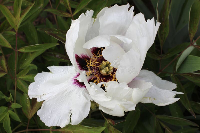 Big White Flower of Chinese Peony Stock Image Image of bloom