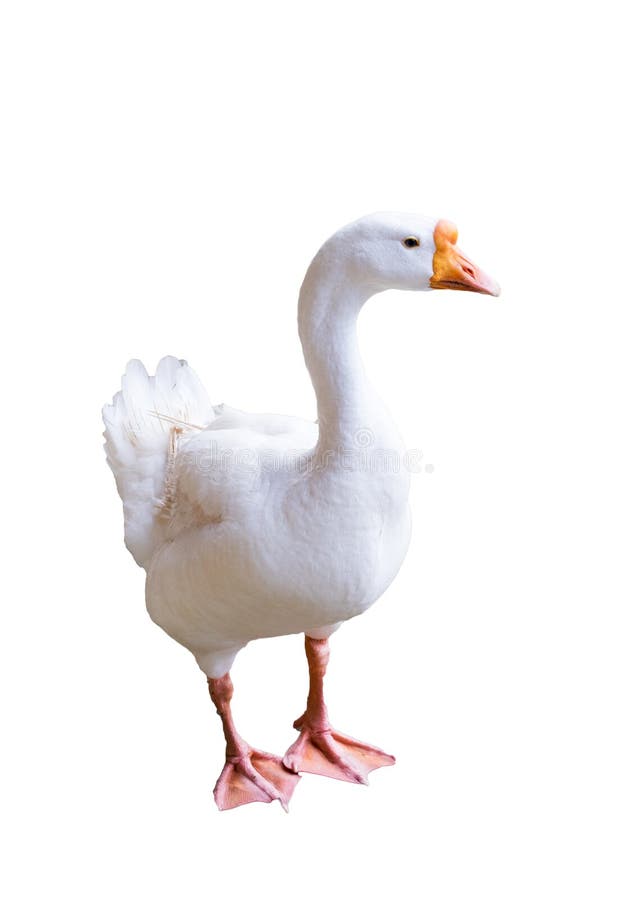 Big White Goose Looking Sideway Stock Photo - Image of farm, orange ...