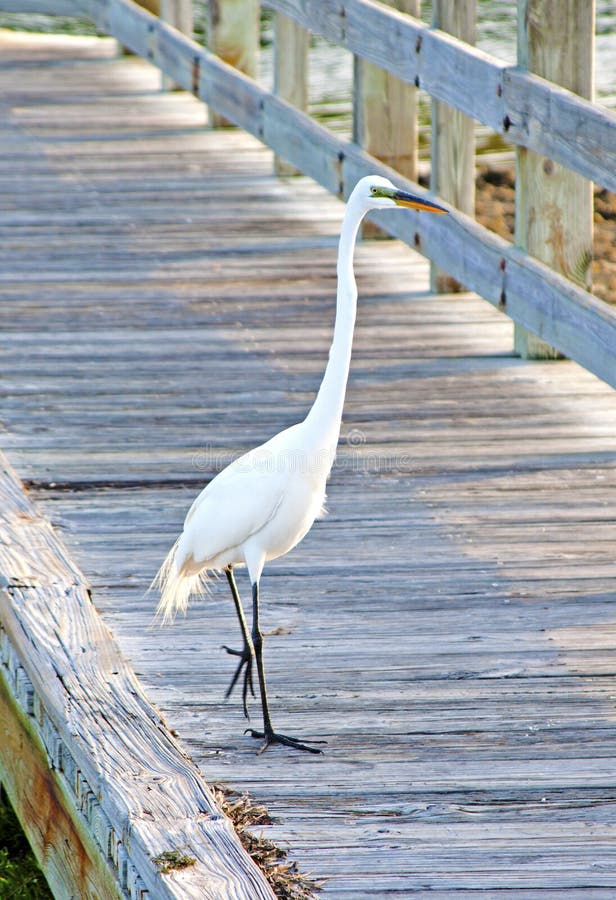 Big White Heron on a beach walkway royalty free stock photo Big White Heron on a beach walkway royalty free stock photo
