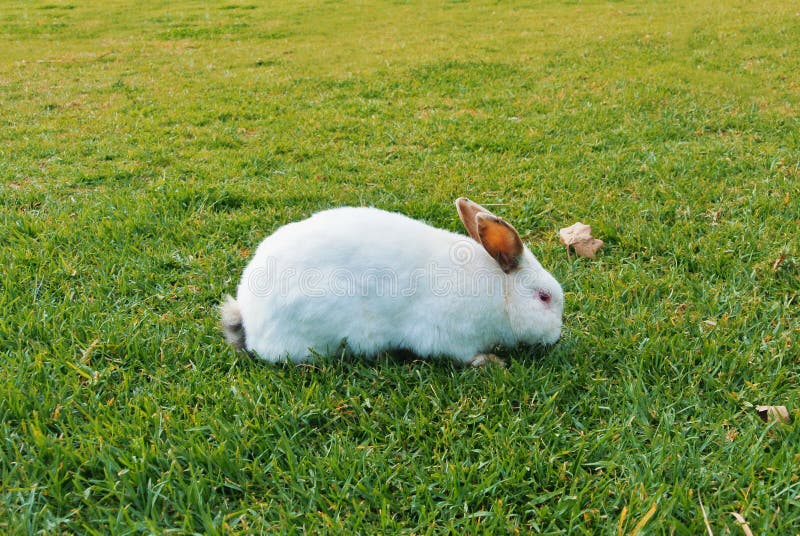 A big white rabbit with dark ears and red eyes walking eating sn. Iffing green grass in the park on sunny day stock photo A big white rabbit with dark ears and red eyes walking eating sn. Iffing green grass in the park on sunny day stock photo