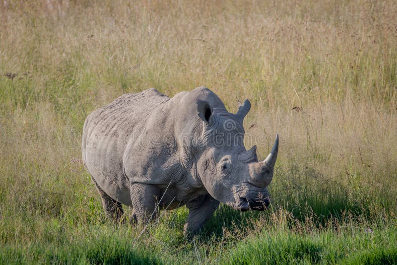 2,970 White Rhino Kruger Park Stock Photos - Free & Royalty-Free Stock Photos from Dreamstime - Page 21 2,970 White Rhino Kruger Park Stock Photos - Free & Royalty-Free Stock Photos from Dreamstime - Page 21