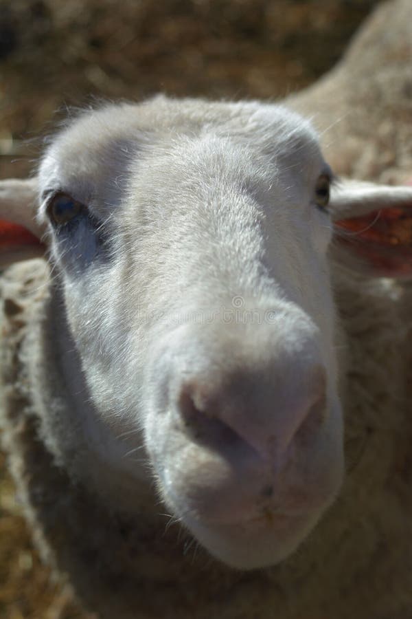 Big White Sheep Staring with Pink Nose Stock Image Image of grass, nose 128168223