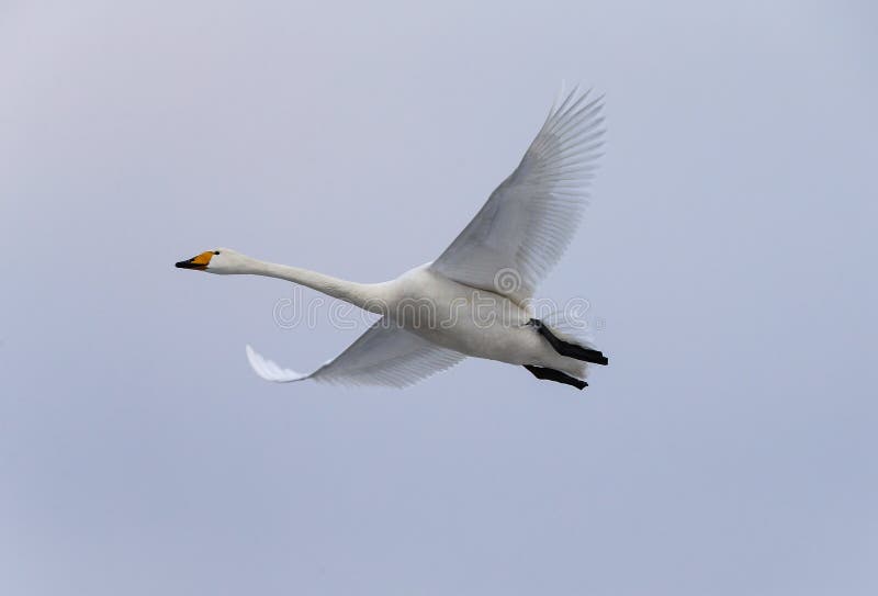 Siberia White Swan Flying on the Ice Stock Photo Image of swan, fast