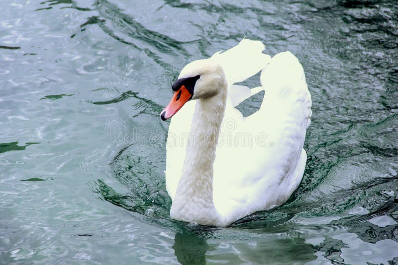Big white swan stock image. Image of nature, cloudy, swan 45969091