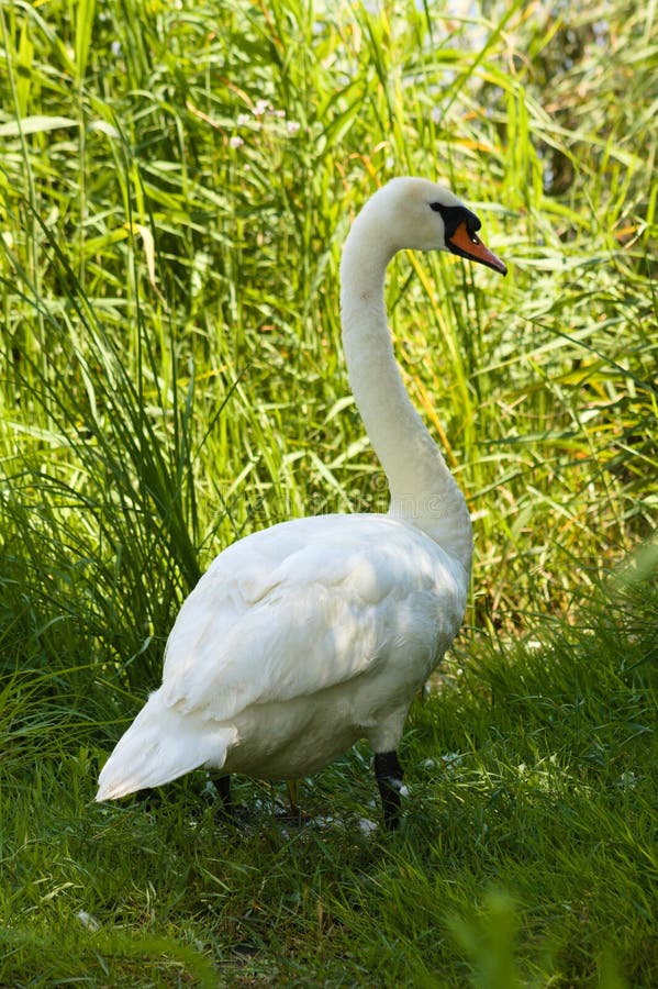 Swan walking on the shore stock photo. Image of walking 35929118