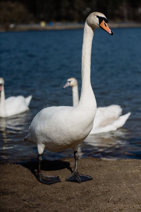 Big White Swan Walks Along Shore, Longnecked Bird Stock Photo Image