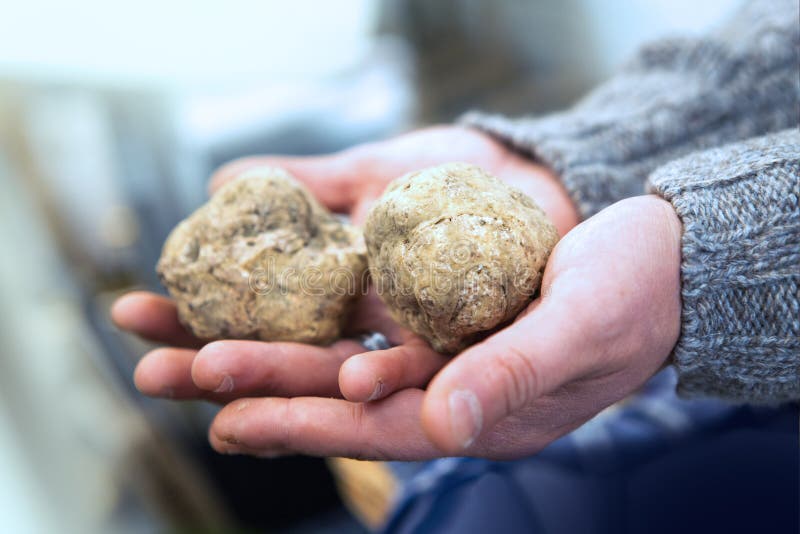 Velké italské bílé lanýže (Tuber Velikosti) na ruce.