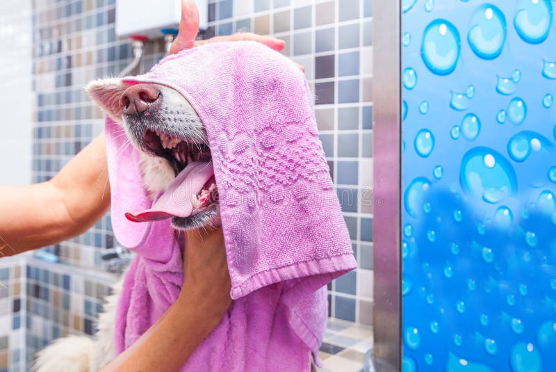 Big white and wet Akita Inu dog bathing in the bathtub with funny face expression, selective focus. Adorable, canine.