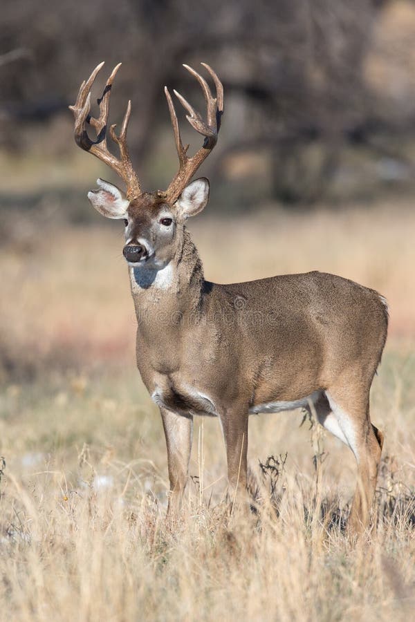 Big Whitetail Buck with Massive Grow Tines Stock Photo - Image of ...