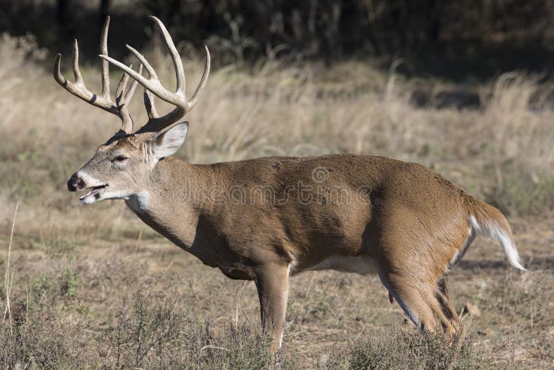 Big whitetail buck panting during the rut royalty free stock photos