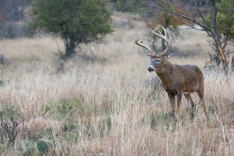 451 Whitetail Deer Fighting Stock Photos - Free & Royalty-Free Stock ...