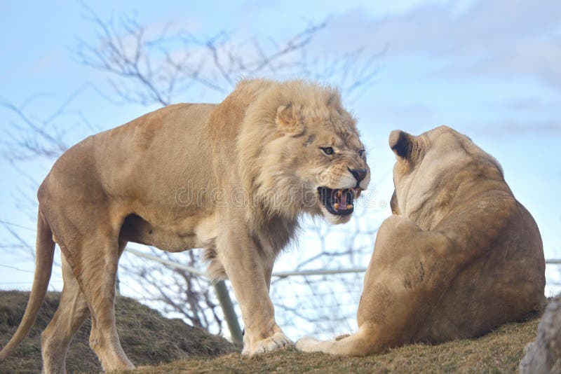 Big Wild Cats and one is not happy