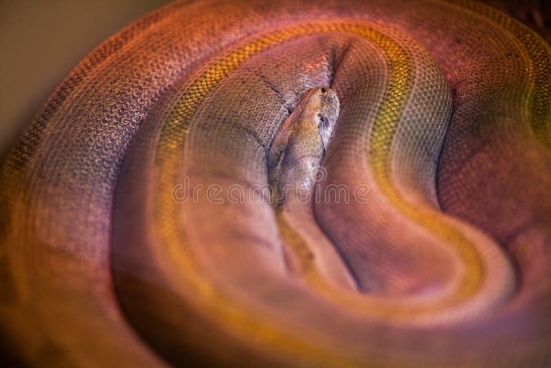 Big wild snake in terrarium with nacreous skin in defferent colours. Big wild snake in terrarium with nacreous skin in defferent colours