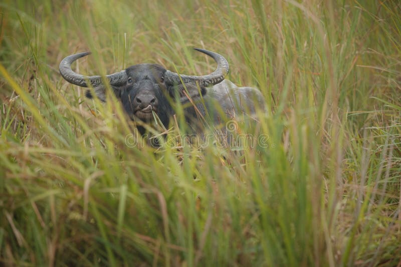 Big wild water buffalo in Kaziranga royalty free stock photo Big wild water buffalo in Kaziranga royalty free stock photo