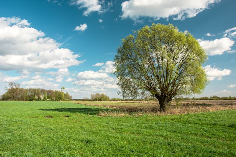 Big Willow Tree in the Field and White Clouds on Blue Sky Stock Image ...