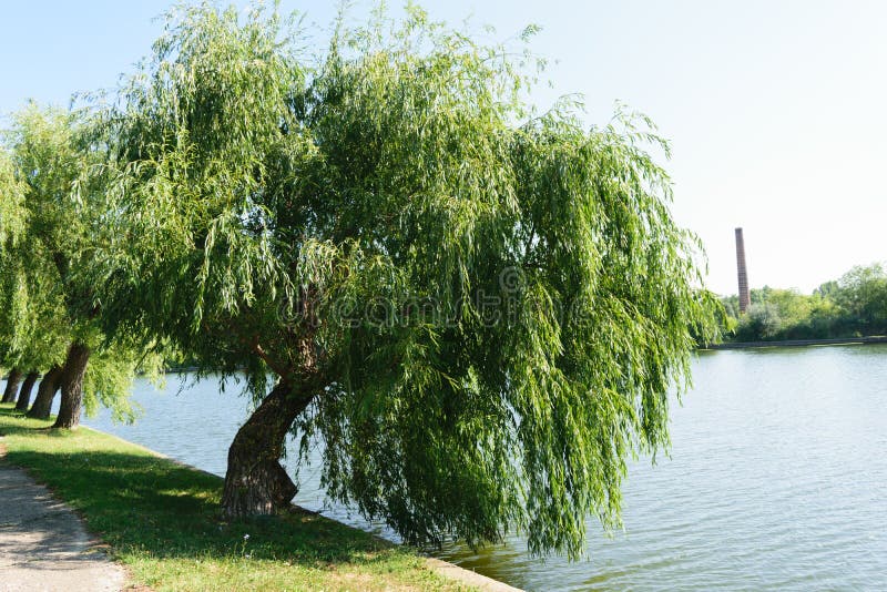 Big willow tree leaning over water lake royalty free stock photography Big willow tree leaning over water lake royalty free stock photography