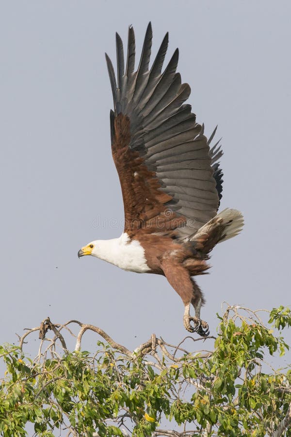 Big wingspan of African fish eagle