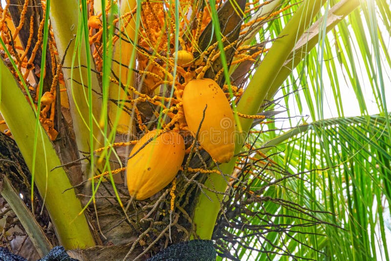 Big Yellow Coconuts Hanging on Palme, Tropical Fruits Ripen on the Tree ...