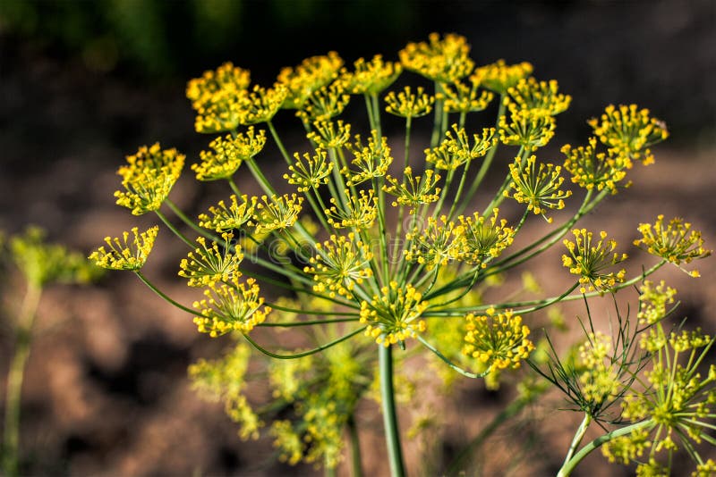 Big yellow dill flower stock image. Image of vegetable 88769585