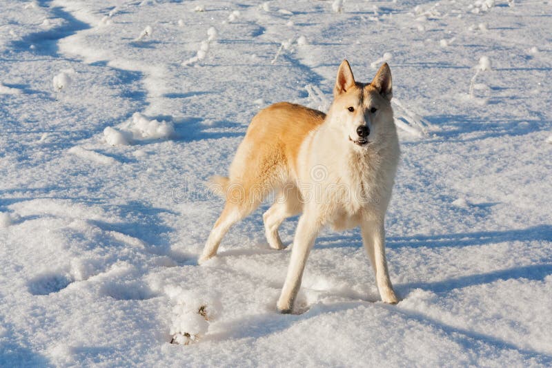 A big yellow dog stock image. Image of outdoors, natural 104175561
