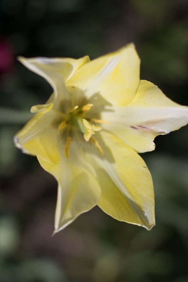 Big Yellow Flower Growing in the Garden Stock Photo Image of