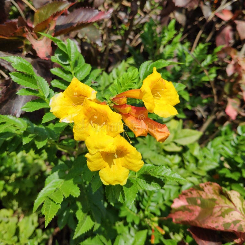 Big yellow flowers with small bug or bee flying near stock photos Big yellow flowers with small bug or bee flying near stock photos