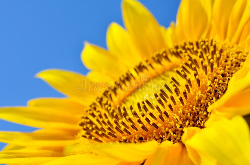 Big yellow sunflowers in the field against the blue sky. Agricultural plants closeup. Summer flowers the family Asteraceae royalty free stock photos
