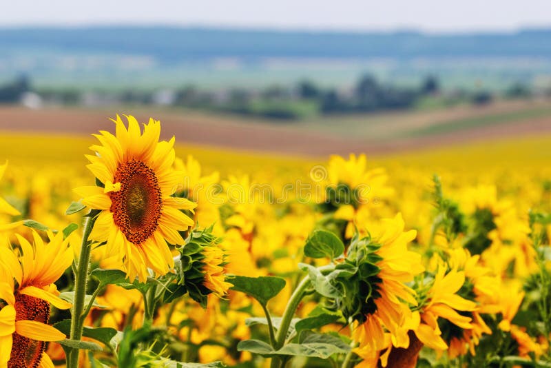 Big Yellow Sunflowers in the Field. Sunflowers during Flowering Stock