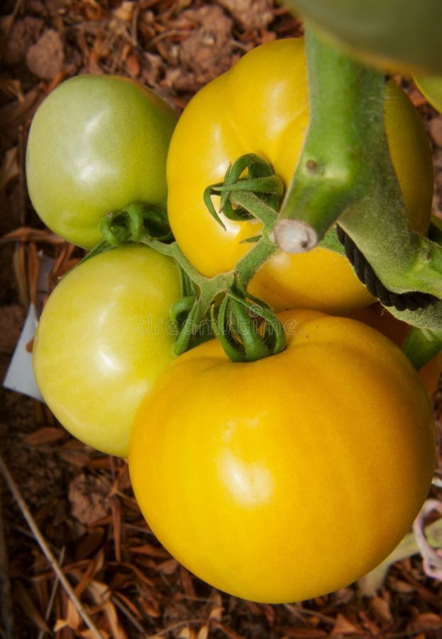 Big yellow tomato . stock image. Image of vitamin, yellow 44919917