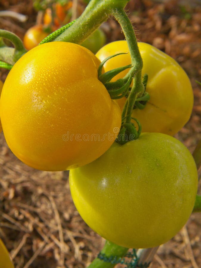 Big yellow tomato . stock photo. Image of fresh, agriculture 45134092