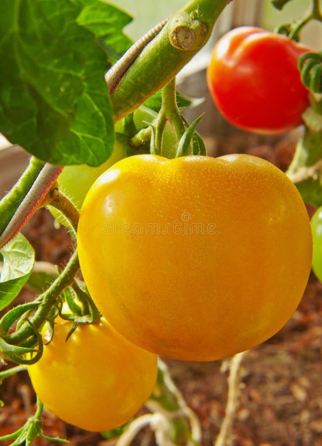 Big yellow tomato . stock image. Image of greenhouse 45134095