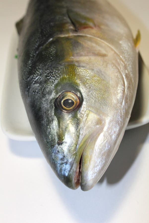 Big Yellowtail fish head